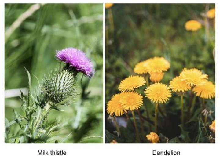 What is the difference between milkweed and milk thistle?