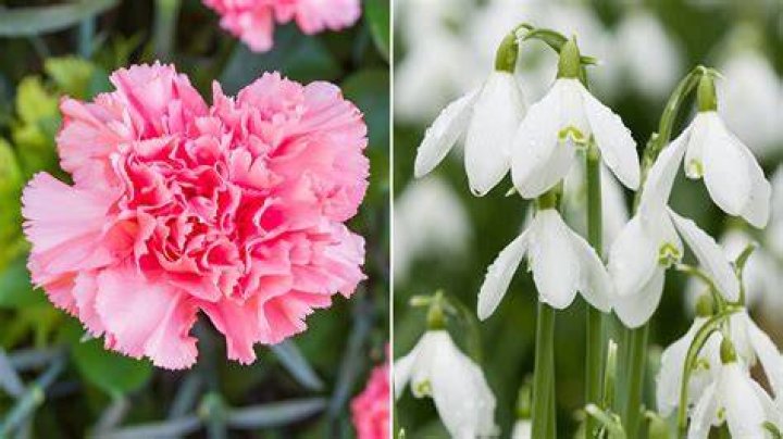 What is the flower of Virginia?