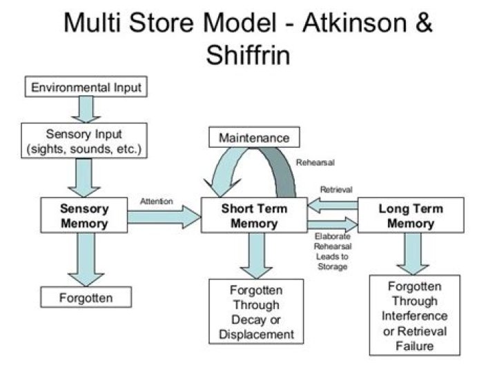 What is the focus of the Atkinson-shiffrin model of memory?