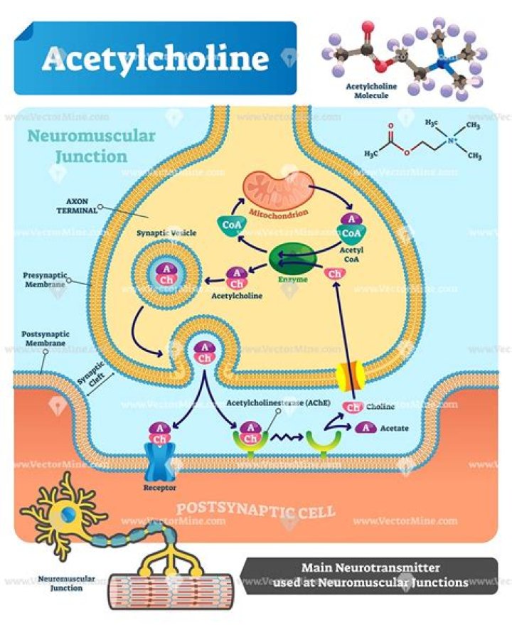 What is the function of acetylcholine?