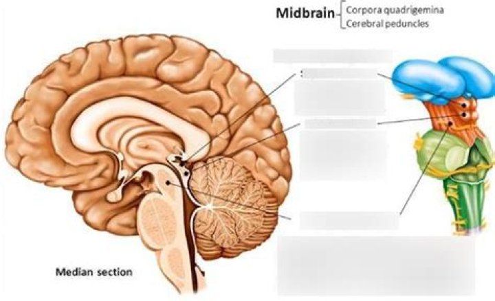 What is the function of the corpora Quadrigemina in a sheep brain?