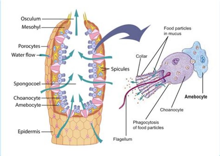 What is the function of the Incurrent siphon in a clam?
