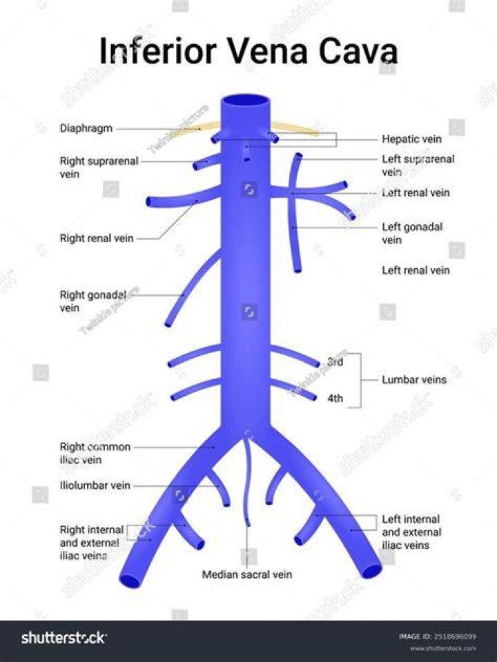 What is the function of the inferior vena cava?