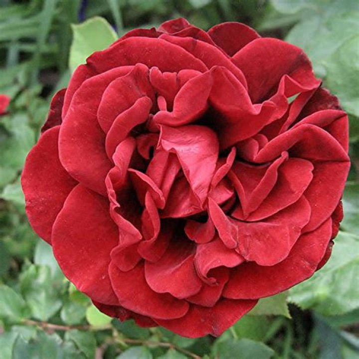 What is the height of rose plant?
