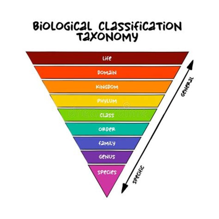 What is the highest level in the classification of life?