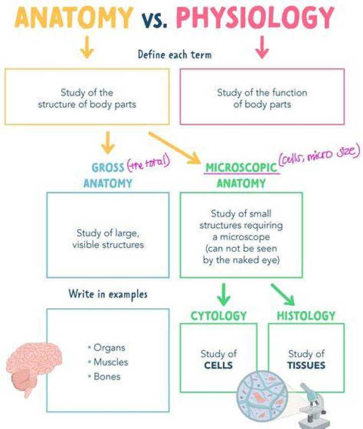 What is the key relationship between anatomy and physiology?