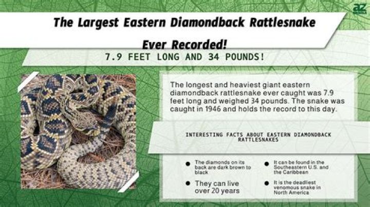 What is the largest eastern diamondback rattlesnake on record?