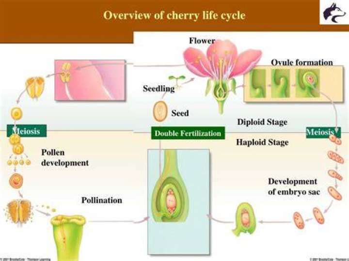 What is the life cycle of a cherry blossom tree?
