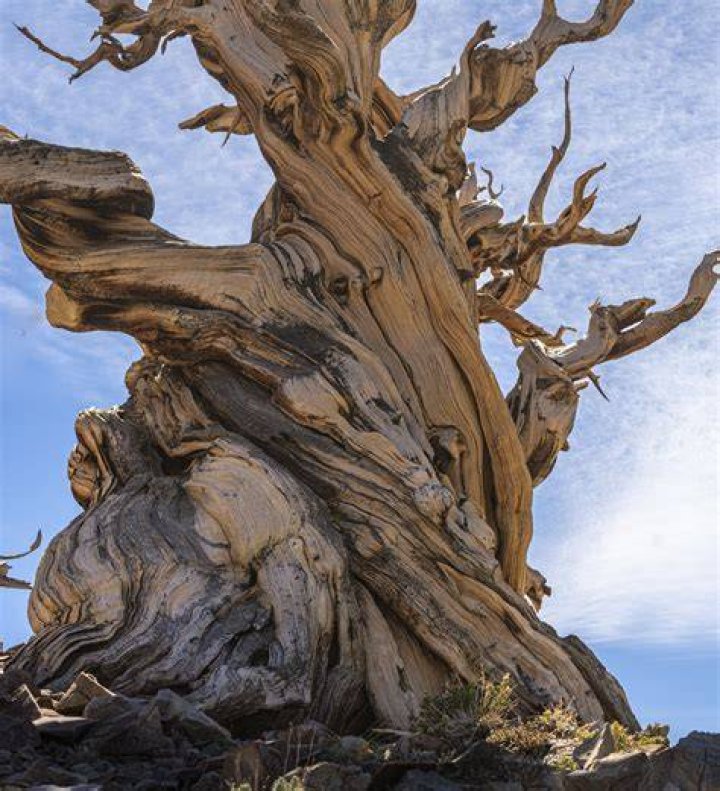 What is the lifespan of a bristlecone pine?