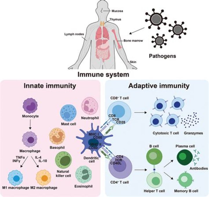 What is the major function of immune system?