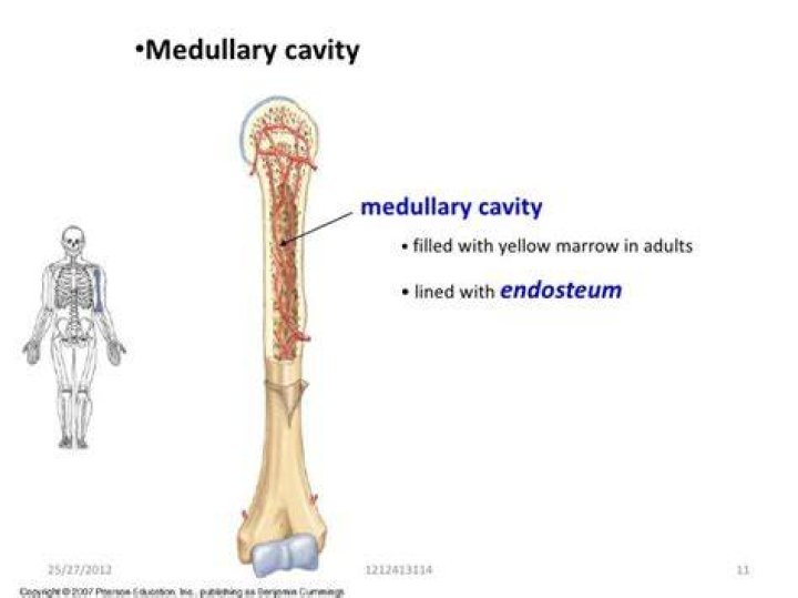 What is the medullary canal?