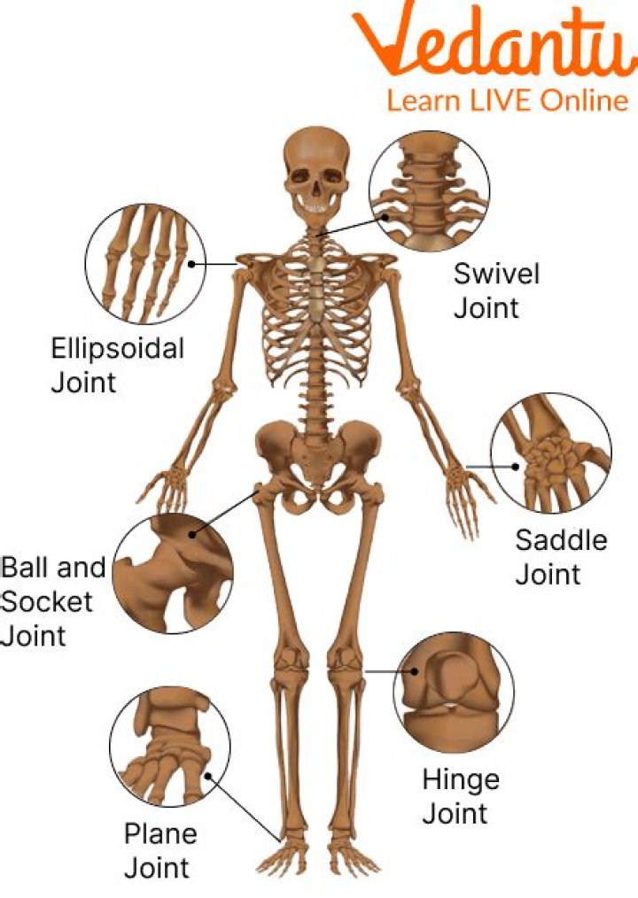 What is the most flexible joint in the body?