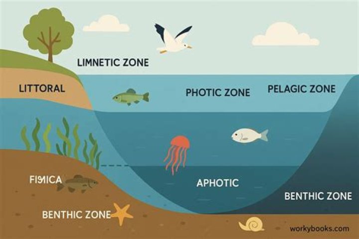 What is the most productive aquatic biome?