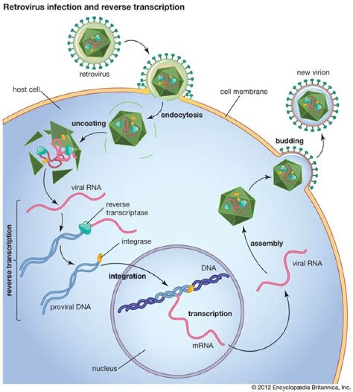 What is the name given to the viral DNA incorporated into a lysogenic bacterial cell?