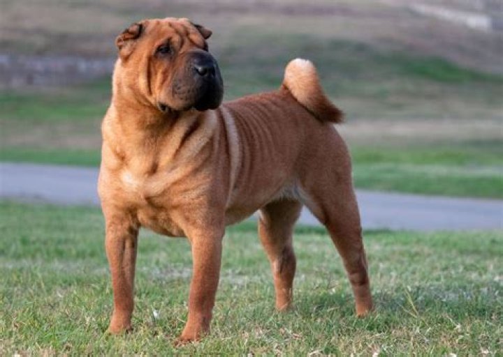 What is the name of Sharpay’s dog?
