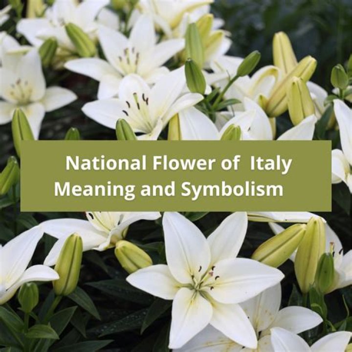What is the name of the national flower of Italy?