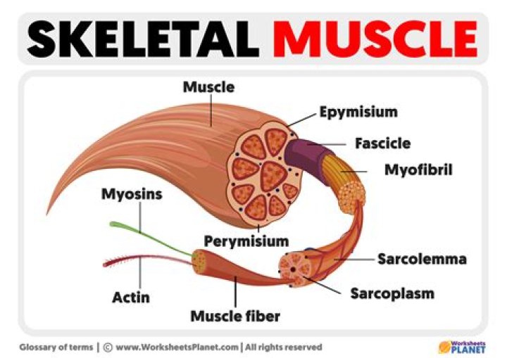 What is the proper term for a skeletal joint?