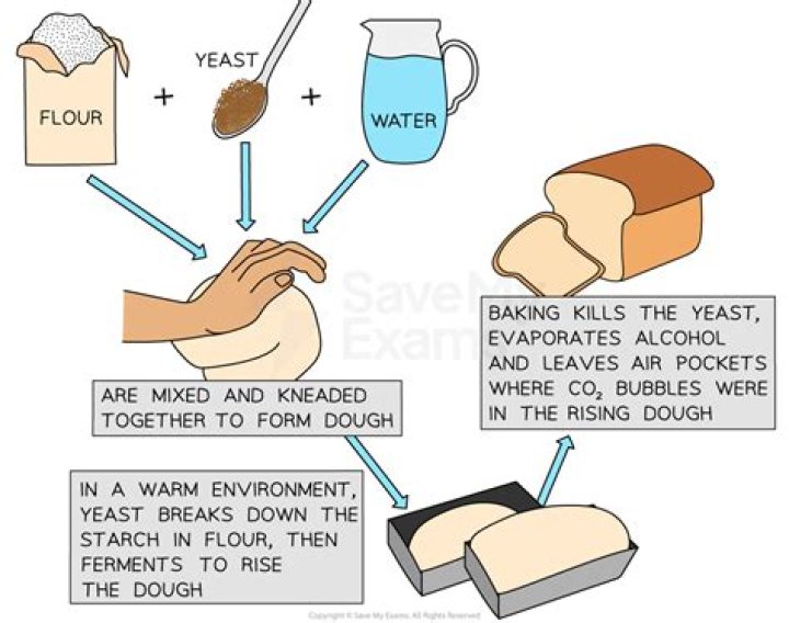 What is the ratio of yeast to flour in bread?