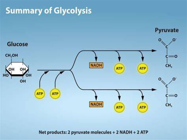 What is the reactants of glycolysis?