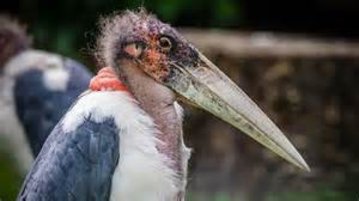 What is the role of the bee and the marabou stork?