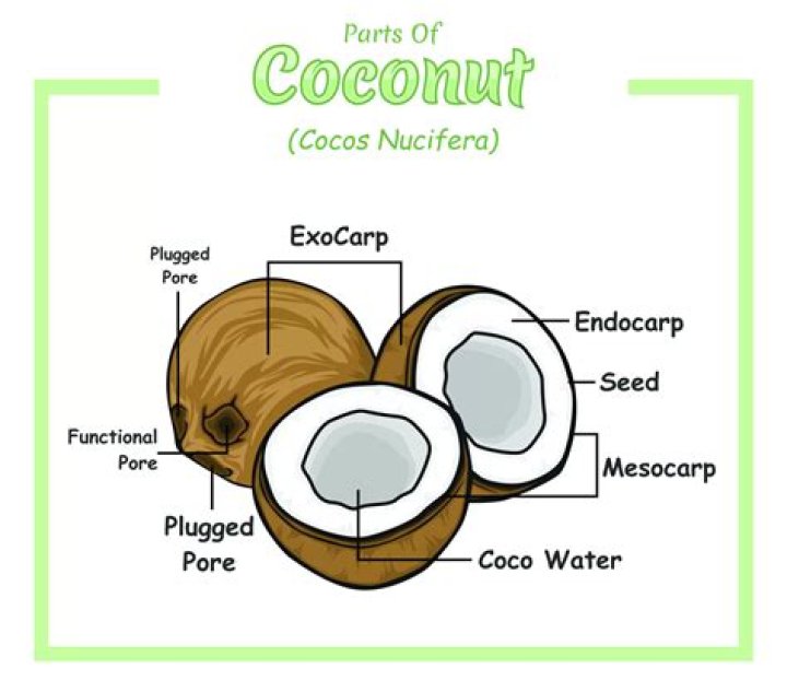 What is the scientific name of coconut oil?