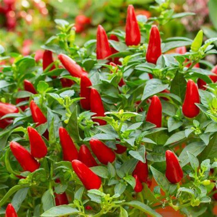 What is the smallest hot pepper?