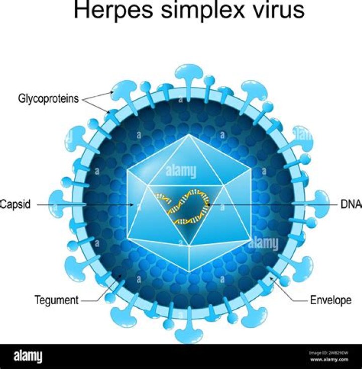 What is the structure of varicella zoster virus?