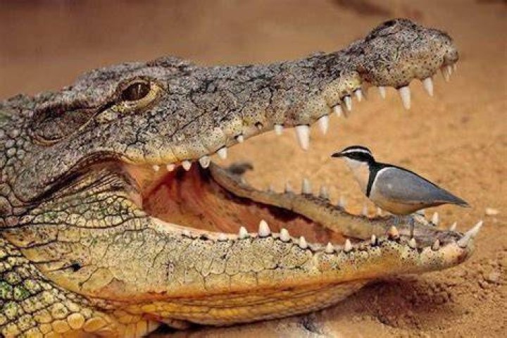 What is the symbiotic relationship between a crocodile and a plover bird?
