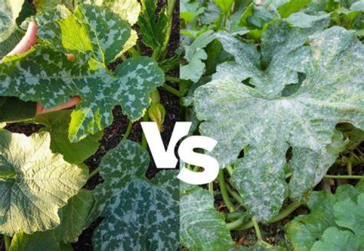 What is the white stuff on my zucchini leaves?