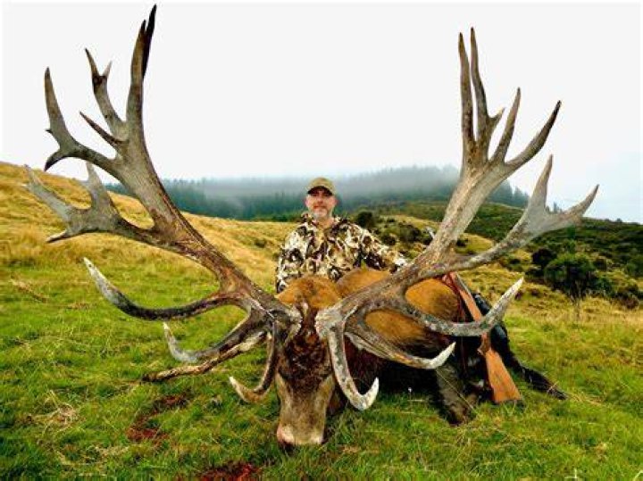 What is the world record red stag?