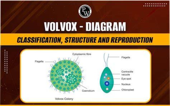 What is Volvox aureus?