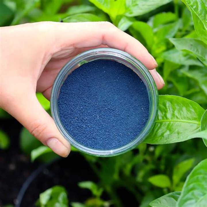 What is woad powder?