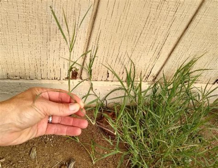 What kills Bermuda grass without centipede?