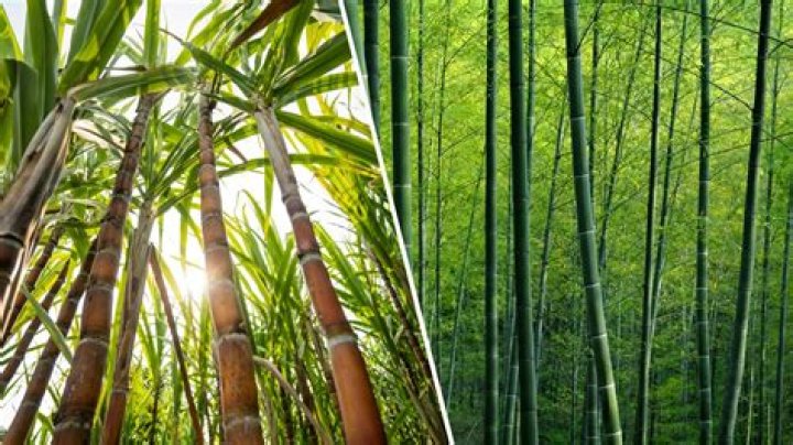 What kind of bamboo grows in South Carolina?