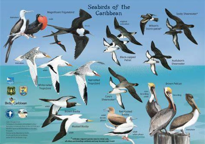 What kind of birds live near the ocean?