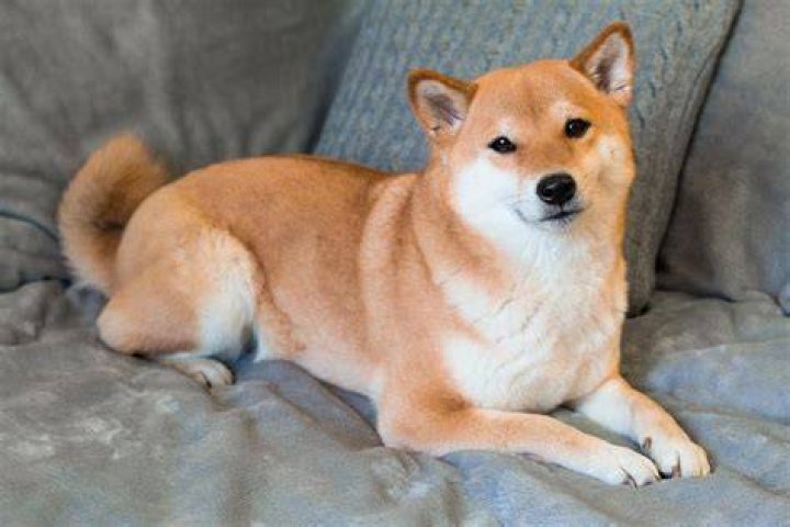 What kind of coat does a Shiba Inu have?