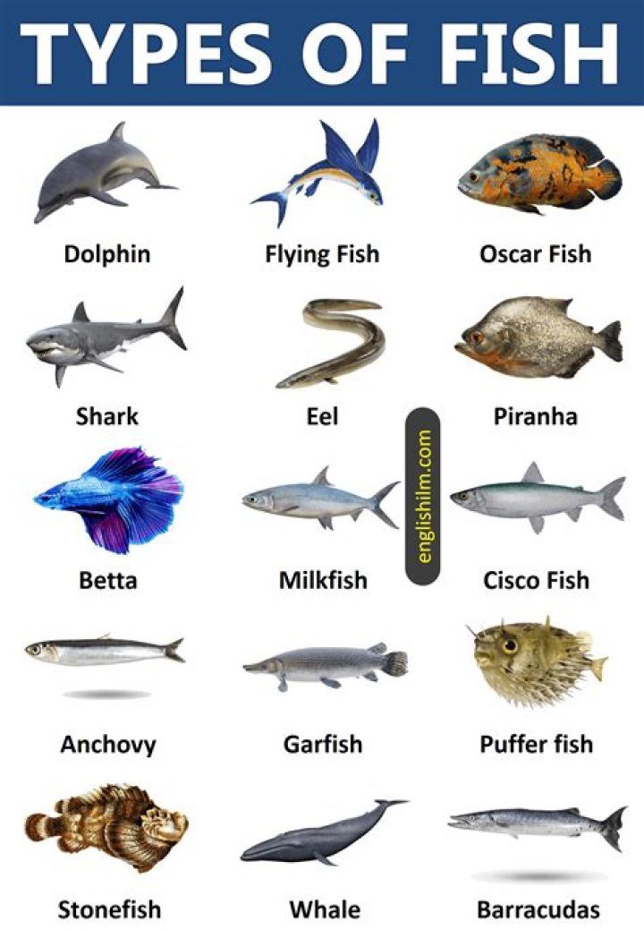 What kind of fish is orata?