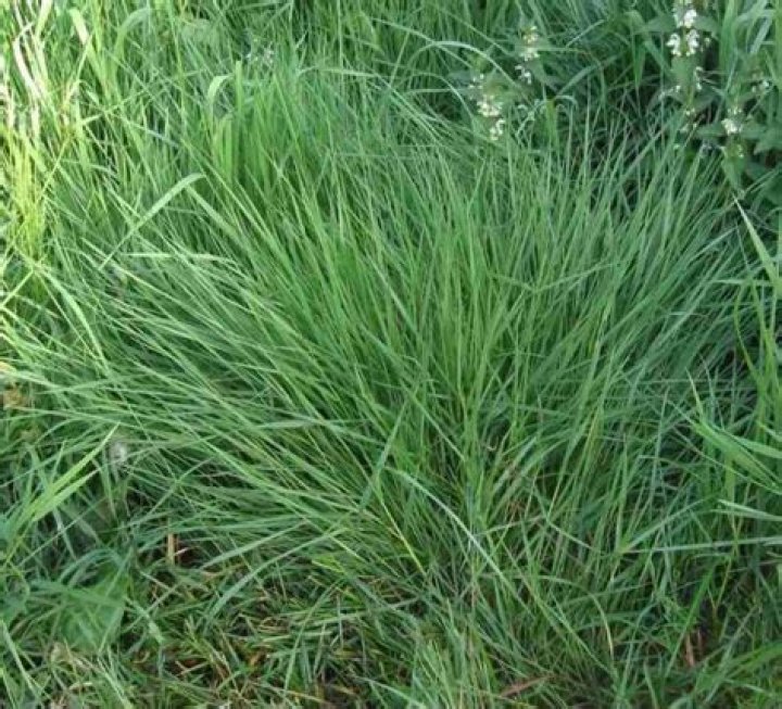 What kind of grass grows in the Pacific Northwest?