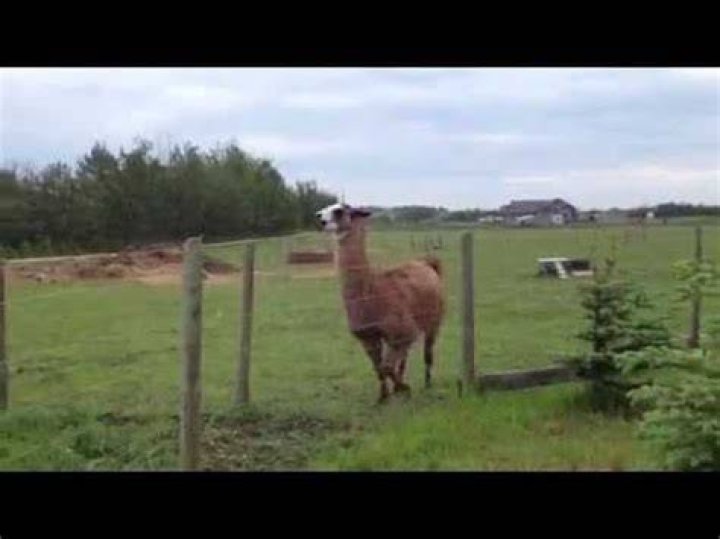 What kind of noise does a llama make?