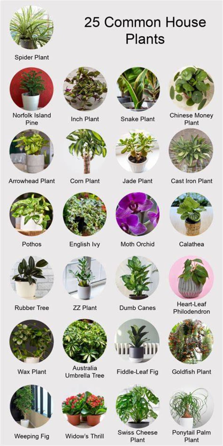What kind of plants can be mounted?