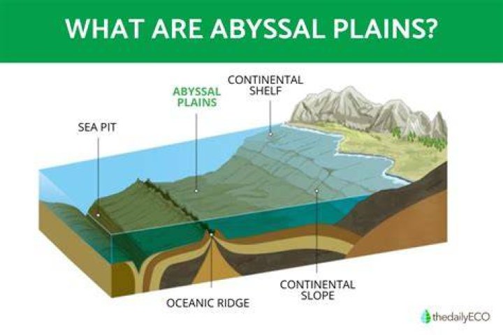 What lives on the abyssal plain?
