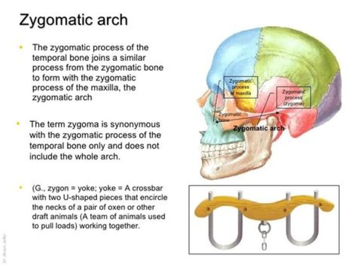 What makes up the zygomatic arch?