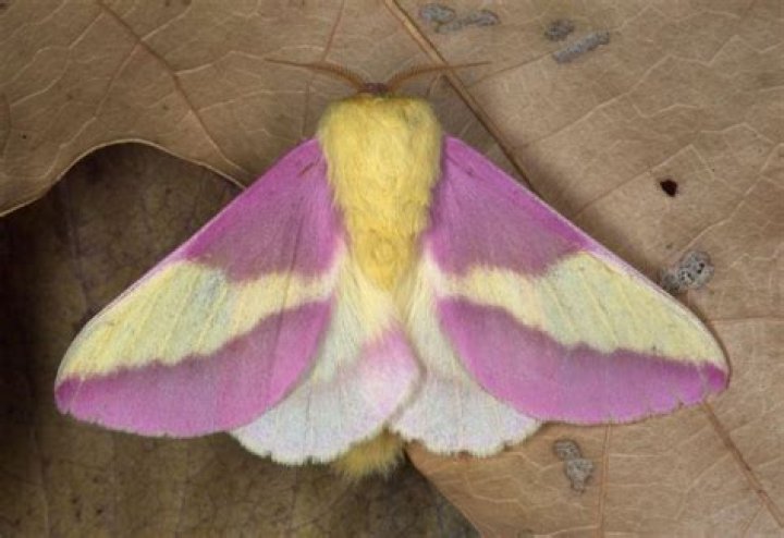 What moth is pink and yellow?