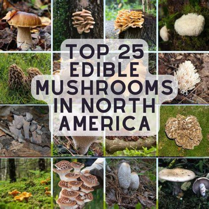 What mushrooms are edible in Georgia?