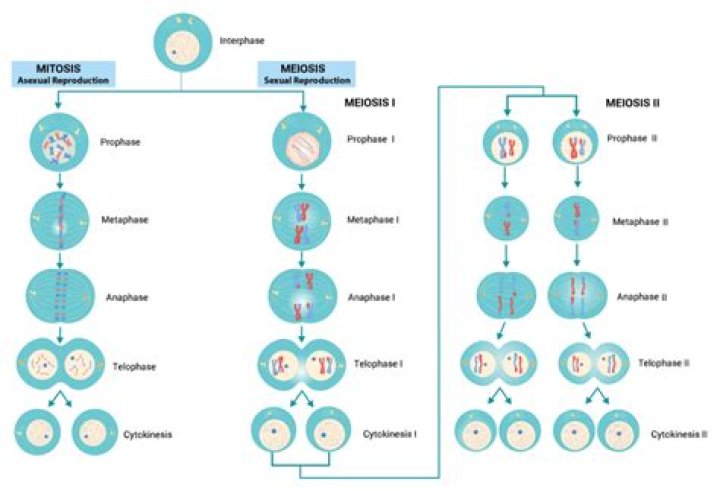What occurs in meiosis but not mitosis?