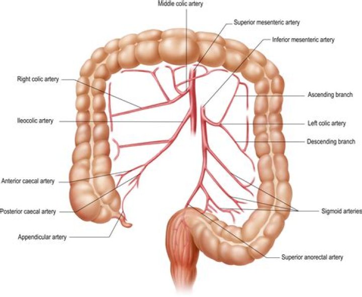 What organs receive fibers from superior mesenteric ganglion?