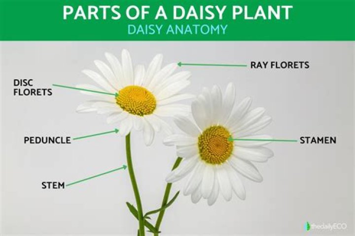 What part of the daisy is edible?
