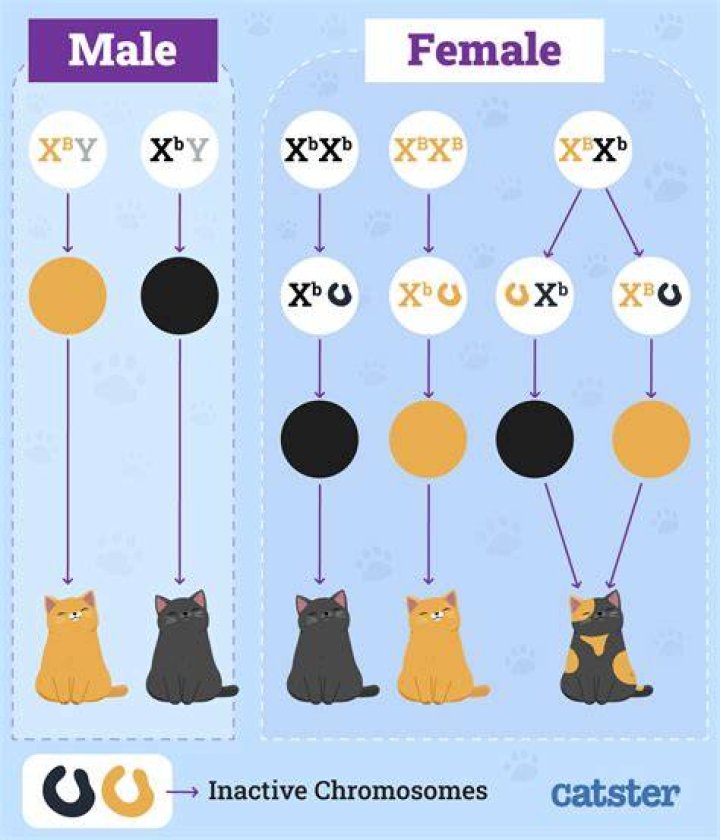 What percentage of the kittens will be calico and male?