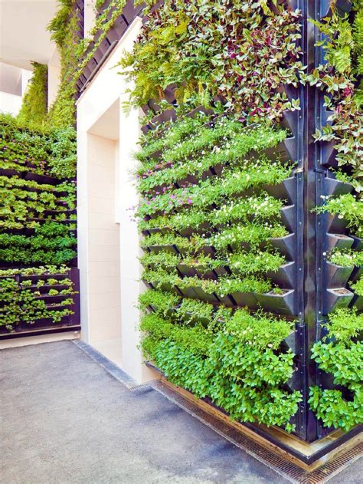 What plants can grow vertically?