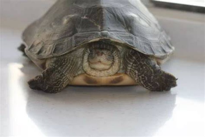 What plants can Russian tortoises eat?